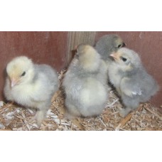 Pot luck bantam and pekin hatching eggs